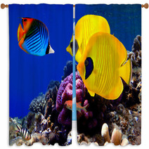 Underwater Image Of Coral Reef Window Curtains 29299351