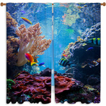 Underwater Scene With Fish, Coral Reef Window Curtains 55172863