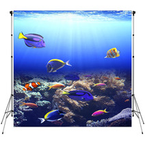 Underwater Scene With Tropical Fish Backdrops 71207803