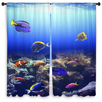 Underwater Scene With Tropical Fish Window Curtains 71207803