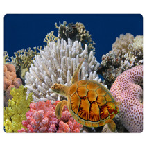 Underwater World Rugs 34041890
