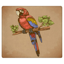 Vector Engraving Big Blue Parrot On A Branch Rugs 64324530
