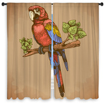Vector Engraving Big Blue Parrot On A Branch Window Curtains 64324530