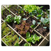 Vegetable Garden Rugs 68076294
