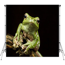 Vietnamese Blue (Gliding Or Flying) Tree Frog (Polypedates Denny Backdrops 70812575