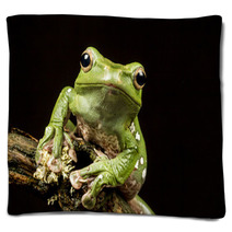 Vietnamese Blue (Gliding Or Flying) Tree Frog (Polypedates Denny Blankets 70812575