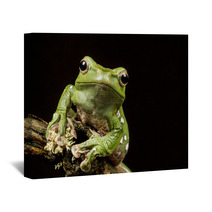 Vietnamese Blue (Gliding Or Flying) Tree Frog (Polypedates Denny Wall Art 70812575