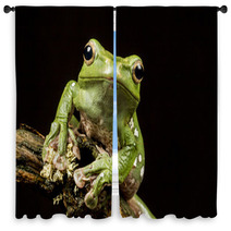 Vietnamese Blue (Gliding Or Flying) Tree Frog (Polypedates Denny Window Curtains 70812575