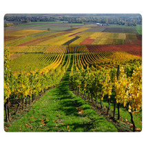 Vineyards In Autumn Colours The Rhine Valley Germany Rugs 46267041