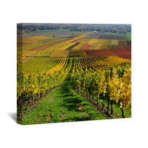 Vineyards In Autumn Colours The Rhine Valley Germany Wall Art 46267041