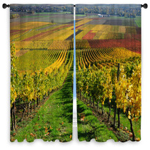 Vineyards In Autumn Colours The Rhine Valley Germany Window Curtains 46267041