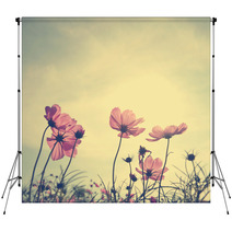 Vintage Cosmos Flowers In Sunset Time Backdrops 60495669