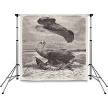 Vintage Engraved Illustration Scavenger Eagles On Beach Backdrops 179319613
