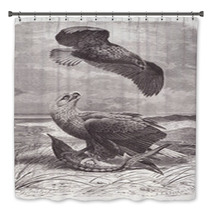 Vintage Engraved Illustration Scavenger Eagles On Beach Bath Decor 179319613