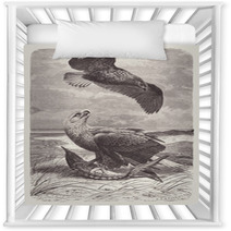 Vintage Engraved Illustration Scavenger Eagles On Beach Nursery Decor 179319613
