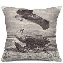 Vintage Engraved Illustration Scavenger Eagles On Beach Pillows 179319613