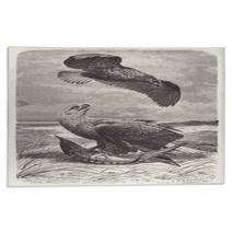 Vintage Engraved Illustration Scavenger Eagles On Beach Rugs 179319613