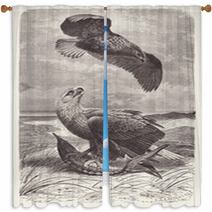 Vintage Engraved Illustration Scavenger Eagles On Beach Window Curtains 179319613