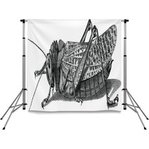 Vintage Graphic Insect Grasshopper Backdrops 71702954