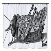 Vintage Graphic Insect Grasshopper Bath Decor 71702954