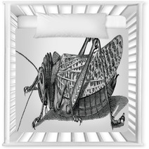 Vintage Graphic Insect Grasshopper Nursery Decor 71702954