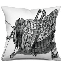 Vintage Graphic Insect Grasshopper Pillows 71702954