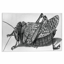 Vintage Graphic Insect Grasshopper Rugs 71702954