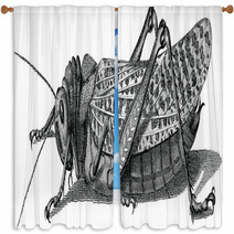 Vintage Graphic Insect Grasshopper Window Curtains 71702954