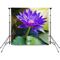 Violet Water Lily Lotus Flowers In The Pool Backdrops 59383512