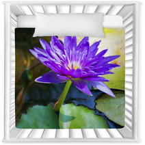 Violet Water Lily Lotus Flowers In The Pool Nursery Decor 59383512