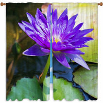 Violet Water Lily Lotus Flowers In The Pool Window Curtains 59383512