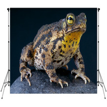 Warty Toad / Bufo Granulosa Backdrops 47909880