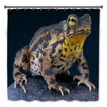 Warty Toad / Bufo Granulosa Bath Decor 47909880