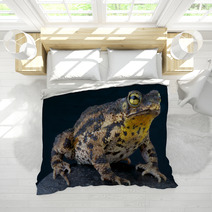 Warty Toad / Bufo Granulosa Bedding 47909880