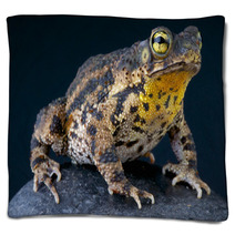 Warty Toad / Bufo Granulosa Blankets 47909880