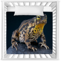 Warty Toad / Bufo Granulosa Nursery Decor 47909880