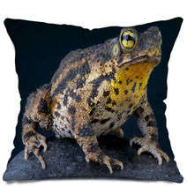 Warty Toad / Bufo Granulosa Pillows 47909880