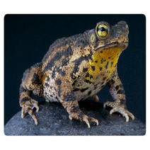 Warty Toad / Bufo Granulosa Rugs 47909880