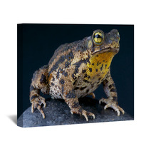 Warty Toad / Bufo Granulosa Wall Art 47909880