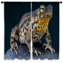 Warty Toad / Bufo Granulosa Window Curtains 47909880