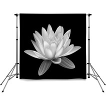 Water Lily Black And White Backdrops 52604392