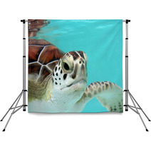 Water Turtle Backdrops 3040978