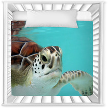 Water Turtle Nursery Decor 3040978