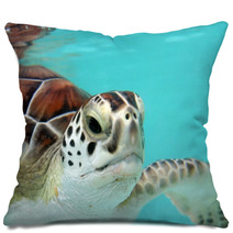 Water Turtle Pillows 3040978