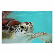 Water Turtle Rugs 3040978