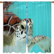 Water Turtle Window Curtains 3040978