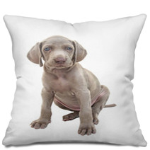 Weimaraner Puppy 01 Pillows 17403455