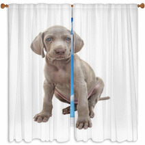 Weimaraner Puppy 01 Window Curtains 17403455