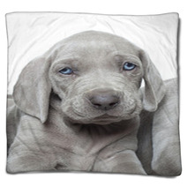 Weimaraner Puppy Blankets 51946560