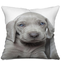 Weimaraner Puppy Pillows 51946560